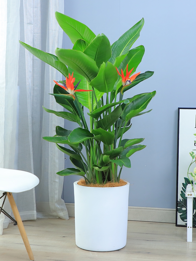 長沙花卉租擺——綠植租擺-辦公樓擺花-天堂鳥